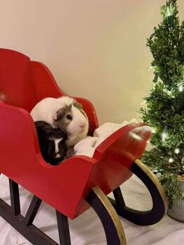 Rescue Guinea Pig Guinea Pigs for Adoption in Westbrook, Maine - Stanley *bonded To Walter* | PetCurious